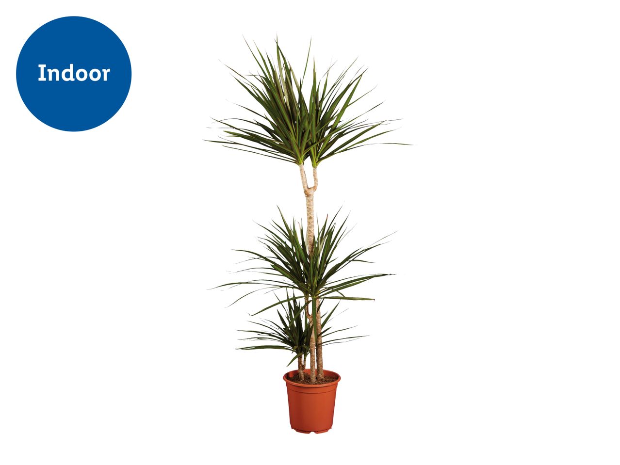 Indoor plant with long green leaves in a brown pot.