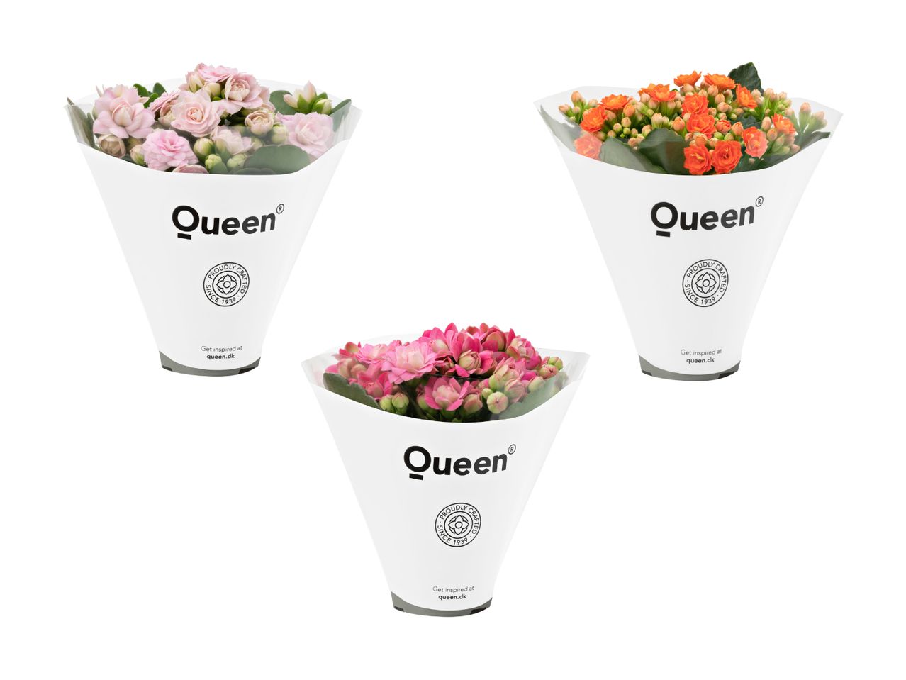 Tre Kalanchoe-planter i Queen®-emballage i lyserød, orange og pink.