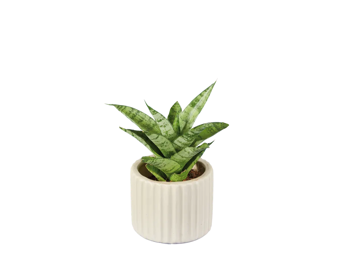 Plante sansevieria dans un pot blanc.
