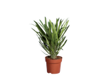 Succulent plant in a pot.