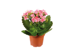 Uma Kalanchoe rosa em um vaso marrom.