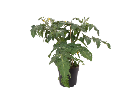 Aardappelplant