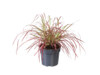 Purple grass in a pot.