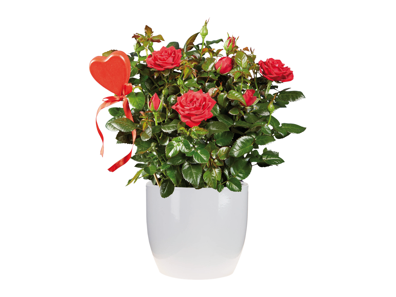 Anthurium, Rose o Edera