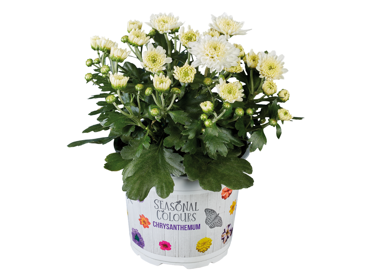Witte chrysant in pot 'Seasonal Colours'.