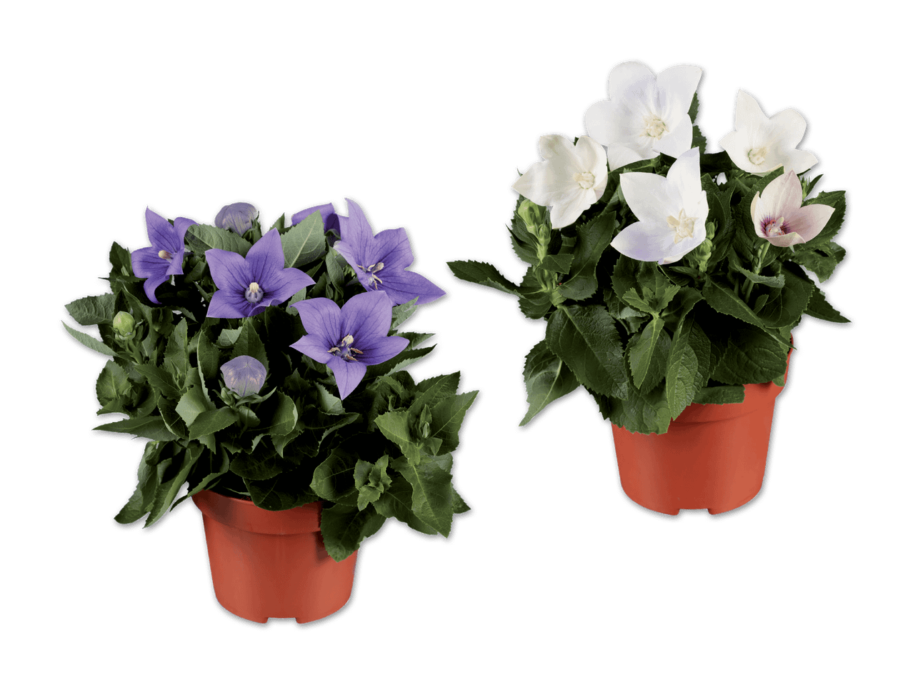 Zwei Topfpflanzen mit blauen und weißen Blüten.