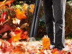 A person using a leaf blower to clear autumn leaves from a lawn.