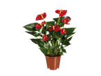 Red Anthurium plant in a pot.