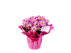 Planta de crisântemo rosa em um vaso rosa embalado para presente.