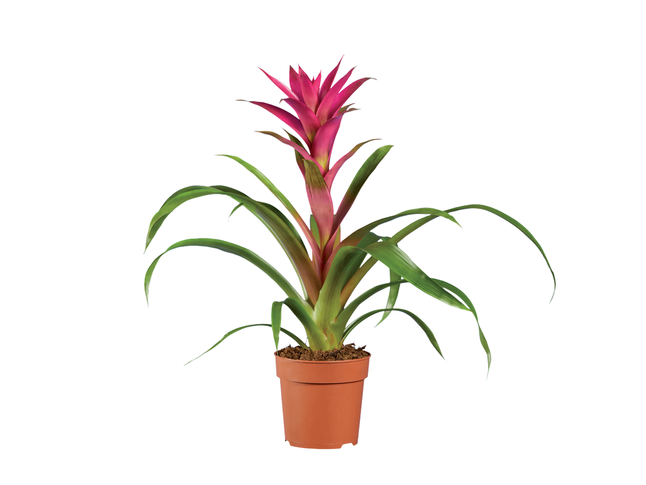 Bromeliad plant in pot: vibrant colors and tropical foliage.