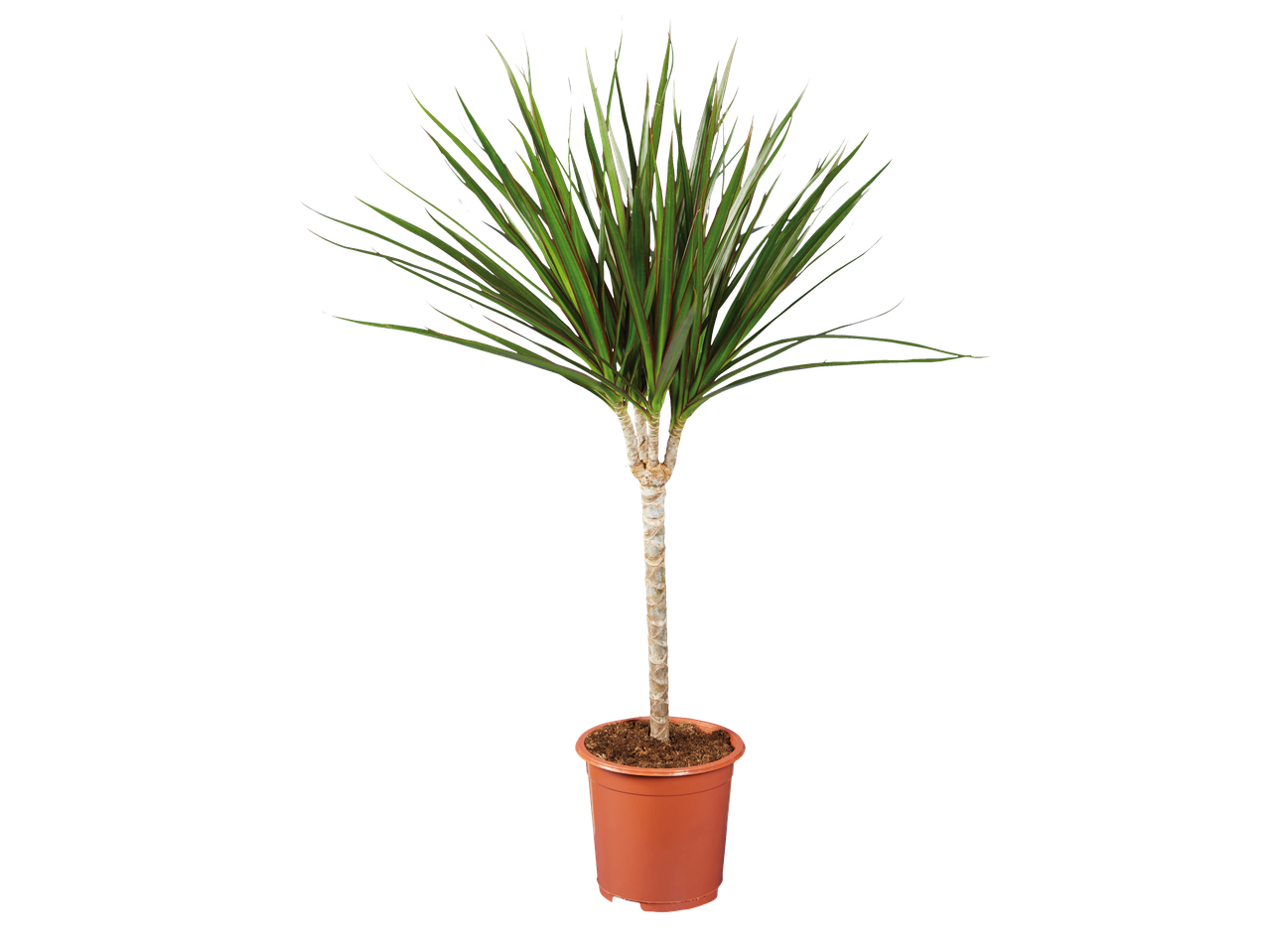 Medium houseplant with green and red striped leaves in a brown pot.