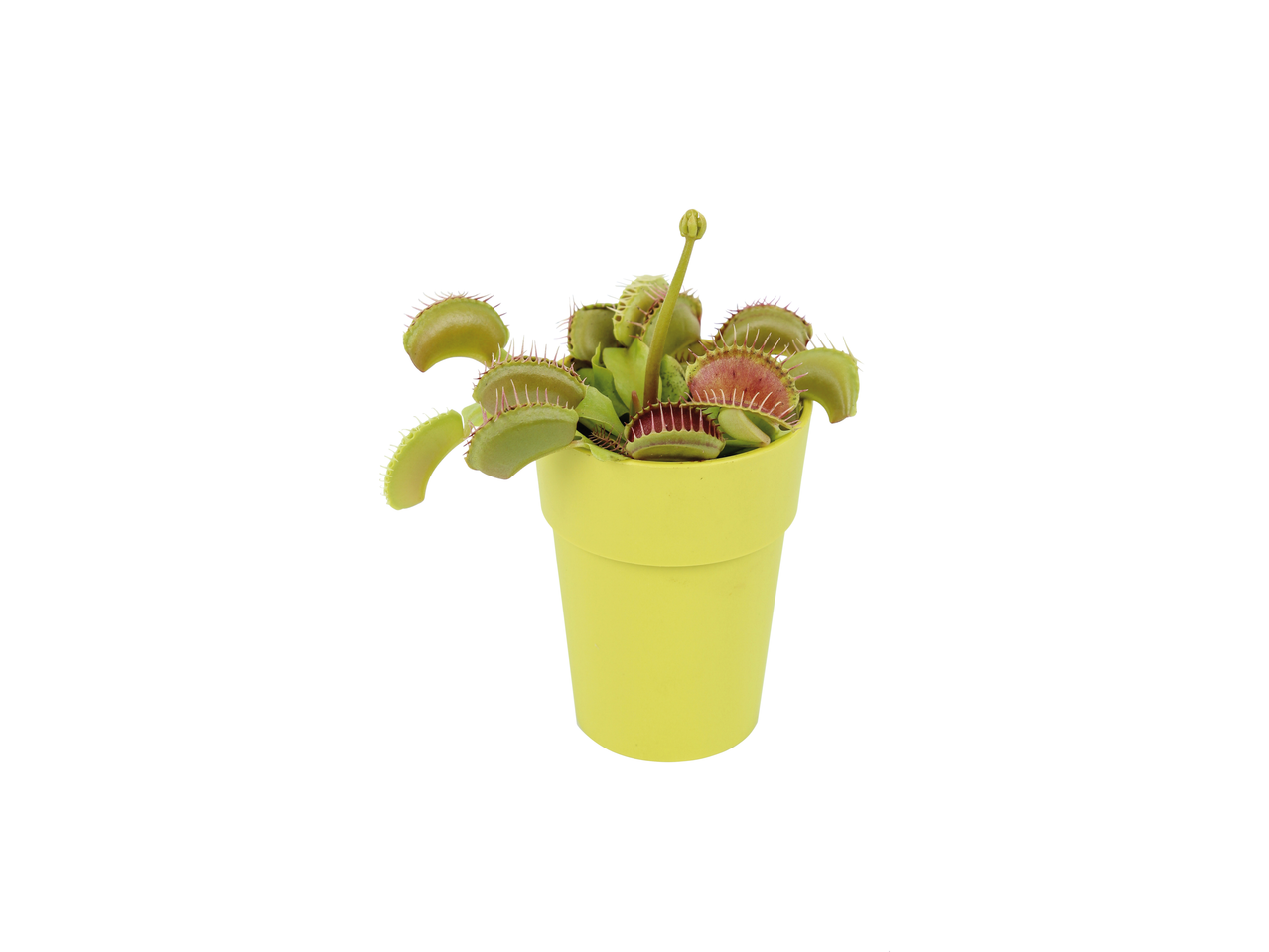 Vleesetende plant in gele pot
