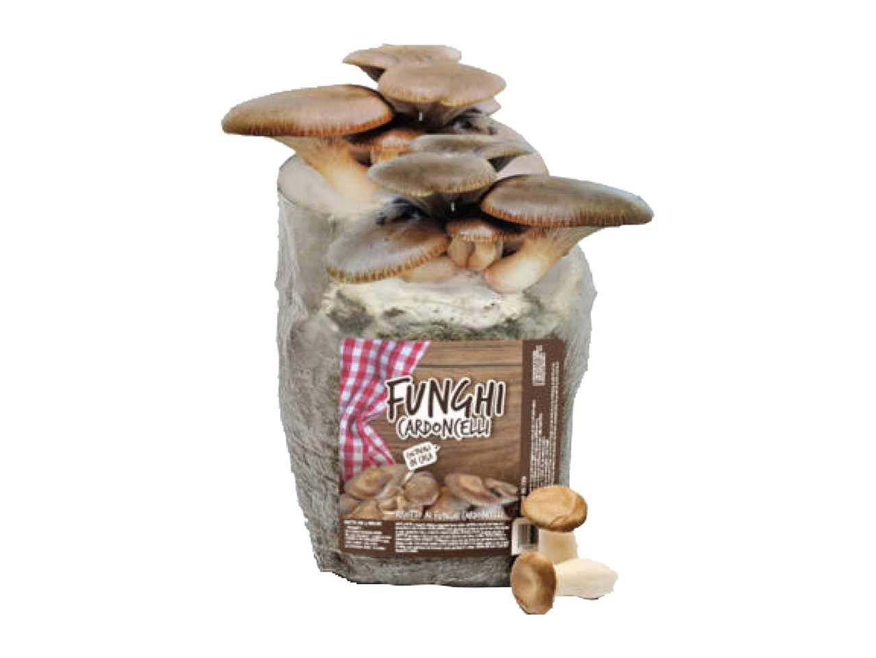 Kit coltivazione funghi