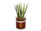 Sansevieria em um vaso com design de 'farinha'.