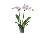 Orquídea branca em vaso.