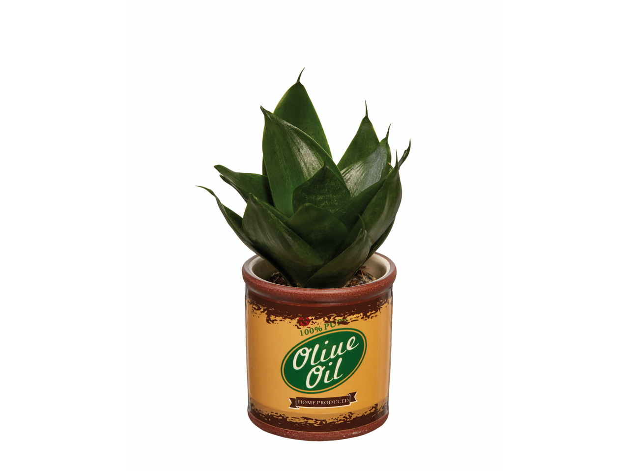 Sansevieria em vaso com design de lata de azeite.