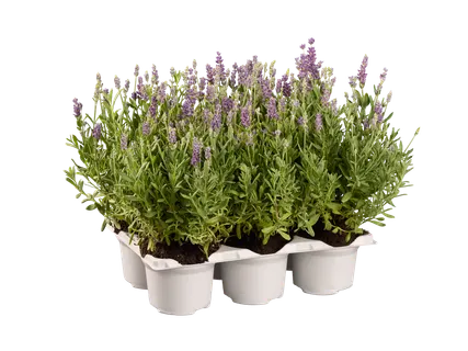 Lavendel angustifolia