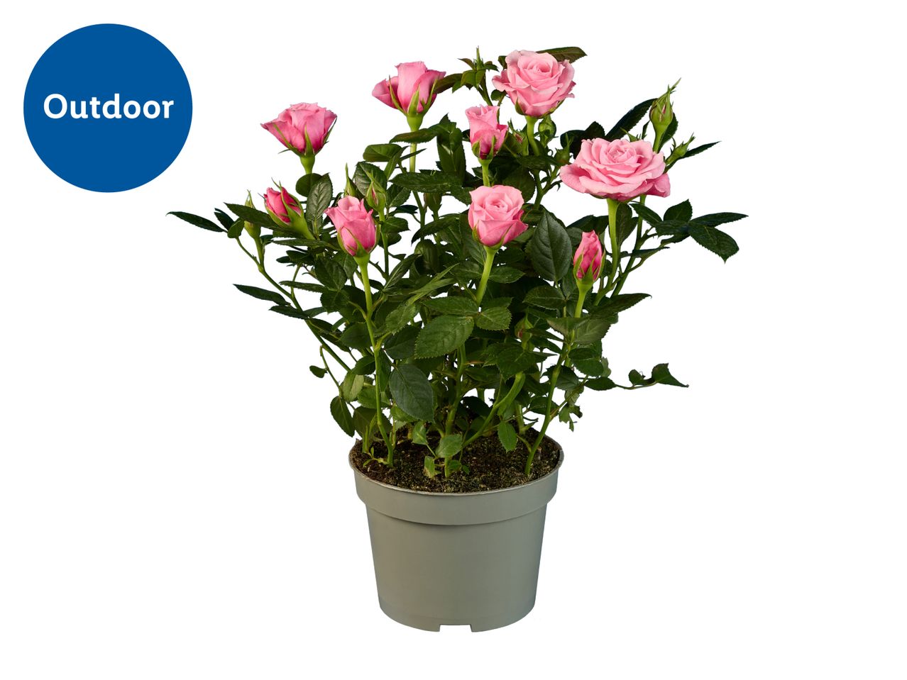 Potted pink rose plant with an 'Outdoor' label, suitable for outdoor use.