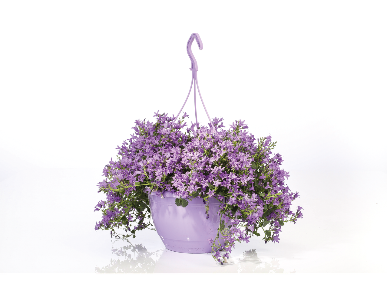 Paarse Campanula in hangende pot.