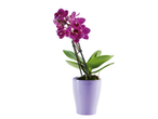 Прелепа тамнољубичаста орхидеја Phalaenopsis у светлољубичастој саксији.