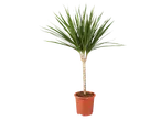 Medium houseplant with green and red striped leaves in a brown pot.