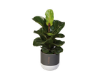 Fiddle-leaf fig in a Nature pot.
