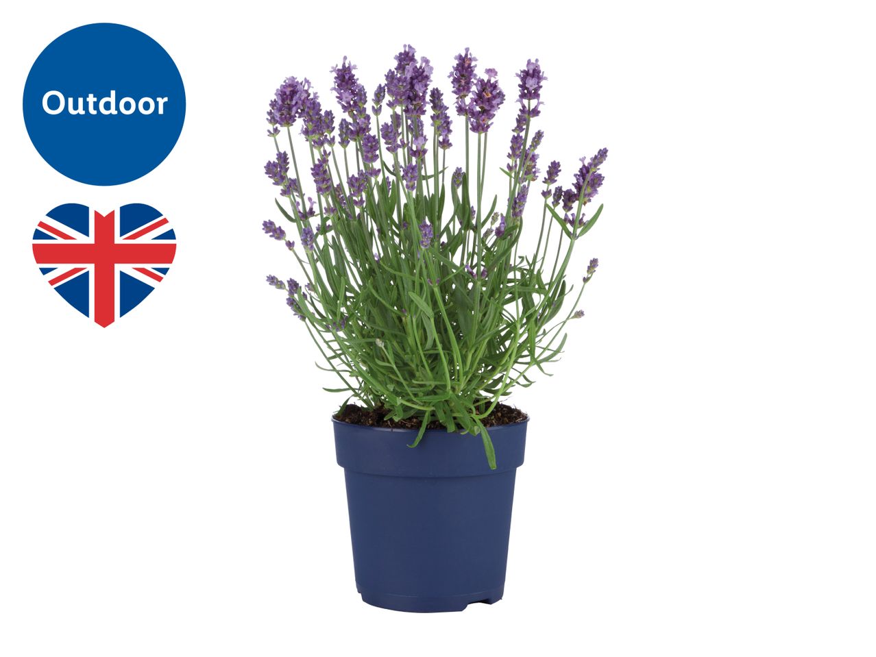 Potted lavender plant with purple flowers, labeled 'Outdoor' with a heart-shaped Union Jack.