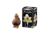 Amaryllisbol en verpakkingsdoos met afbeelding van een witte bloem