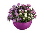 Purple and white aster flowers in a magenta pot.