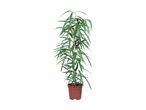 Ficus Alii plante i en brun potte.