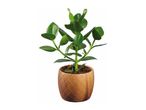 A small ZZ plant in a light brown pot.