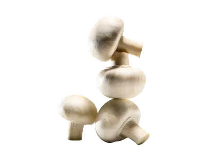 Baltieji pievagrybiai