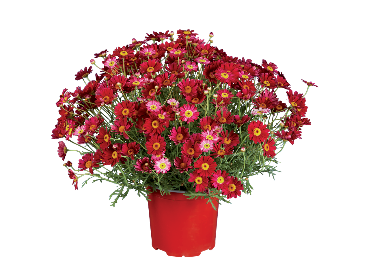 Margarete roșii și roz într-un ghiveci roșu