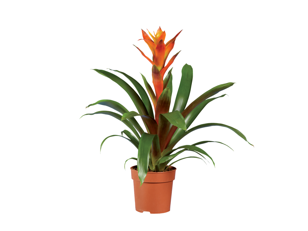 Guzmania lub frizea