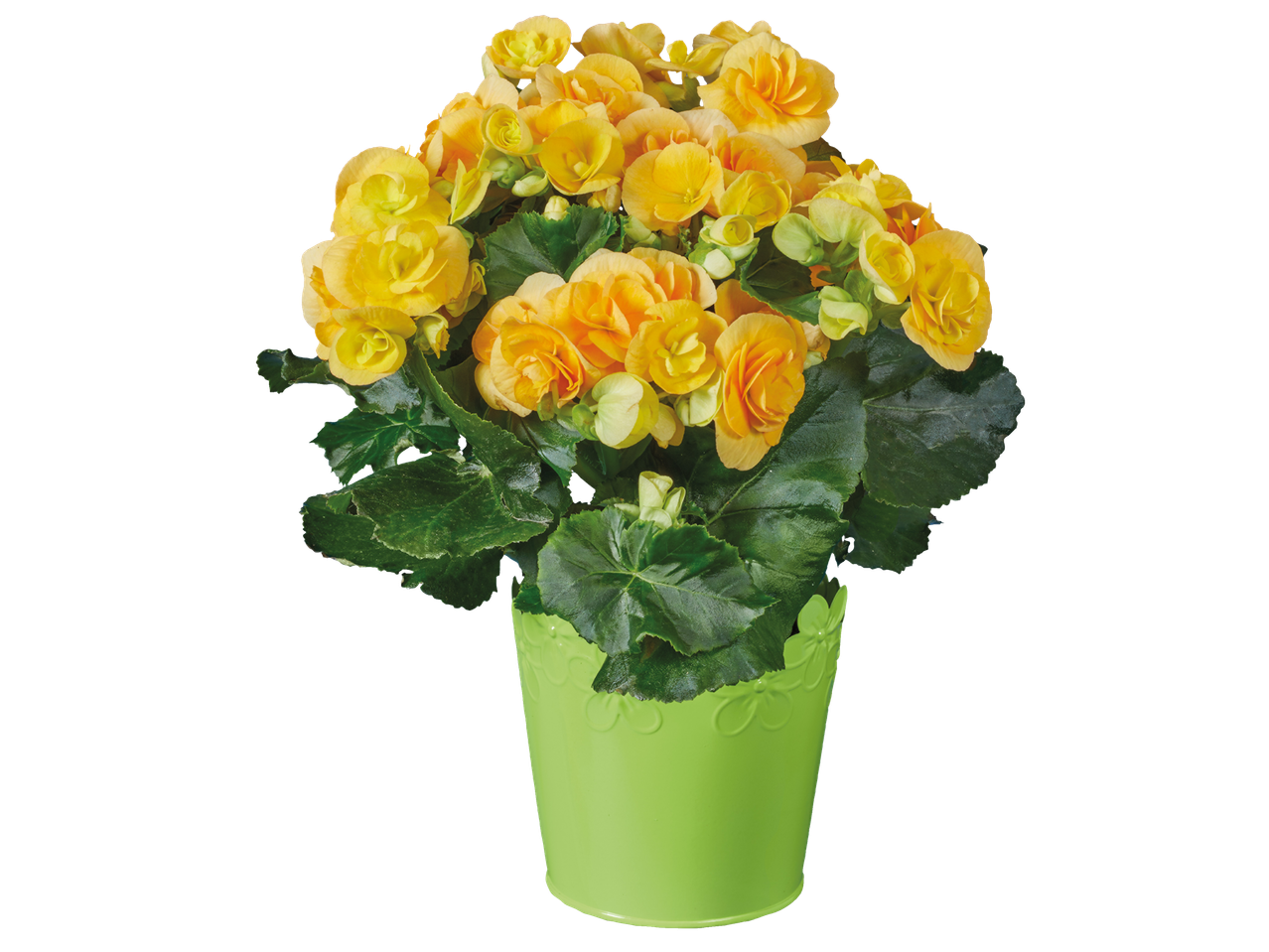 Κίτρινες μπεγόνιες σε πράσινη γλάστρα.