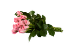 Buquê de rosas cor-de-rosa em fundo preto.