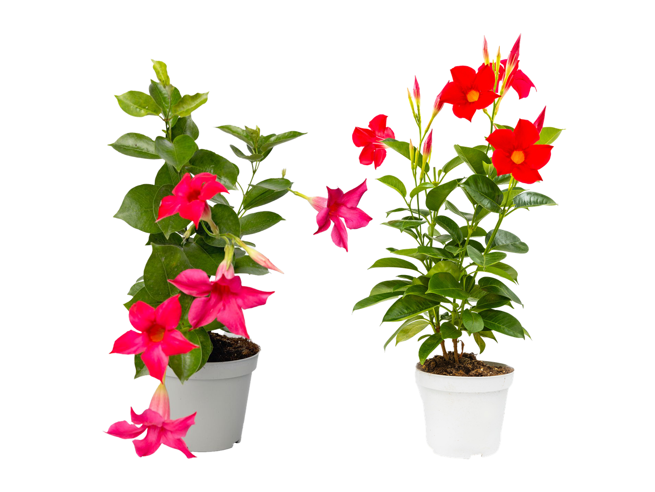 Două plante de mandevilla în ghivece albe, una cu flori roz și cealaltă cu flori roșii.