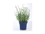 Lavendelplant met witte bloemen in een blauwe pot