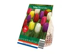 Pack of 8 mixed tulip bulbs