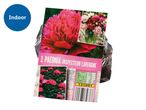 A package of 1 Paeonia Inspecteur Lavergne plant, labeled for indoor use, with planting instructions.