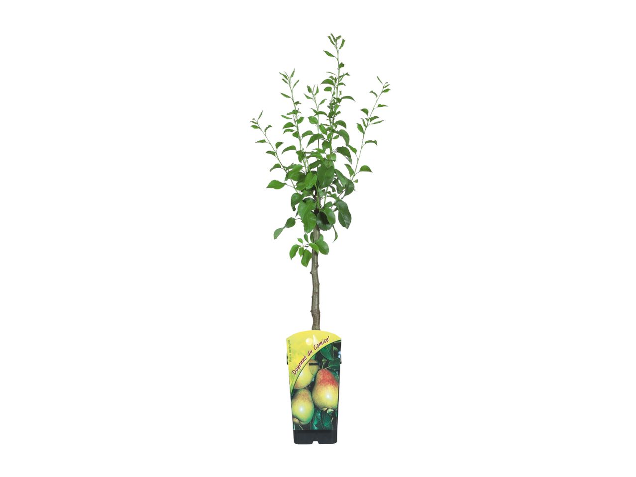 Potted pear tree with green leaves and a label showing ripe pears.