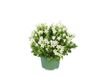 Plante en pot avec des fleurs blanches