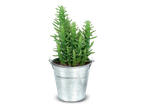 Groene cactus in een zilverkleurige metalen emmer op een zwarte achtergrond.