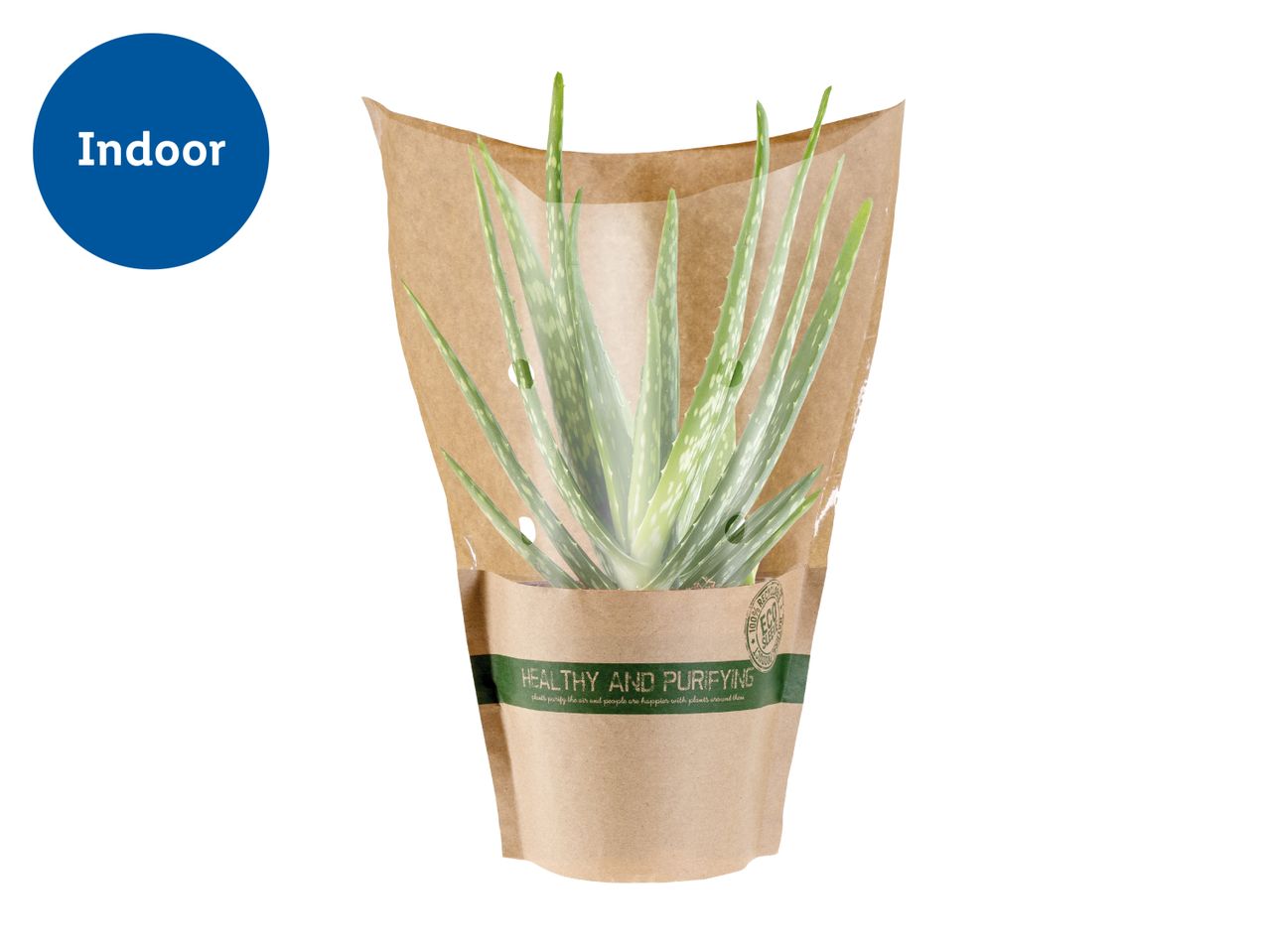 Aloe vera plant in a brown paper sleeve with a green band that says 'HEALTHY AND PURIFYING'