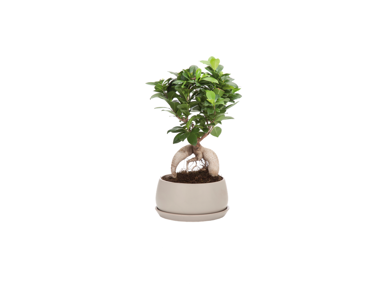 Bonsaï Ficus Ginseng en pot blanc sur fond noir