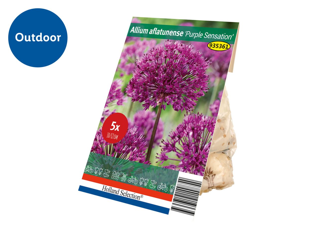 Allium Aflatunense 'Purple Sensation' bulbs from Holland Selection