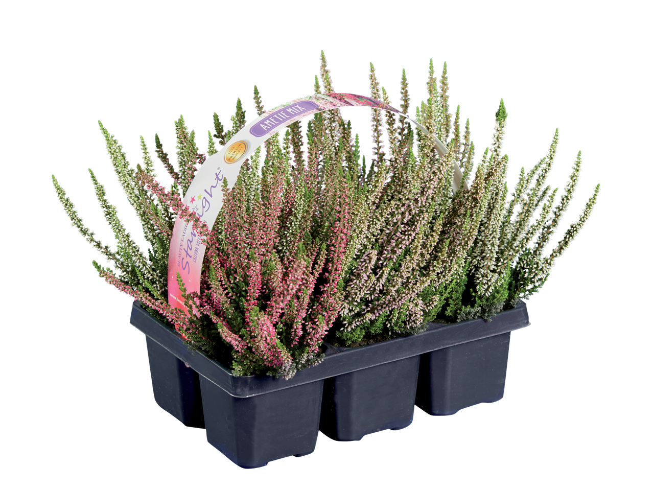 Starlight heidemix in een donkergrijze plastic pot met handvat.