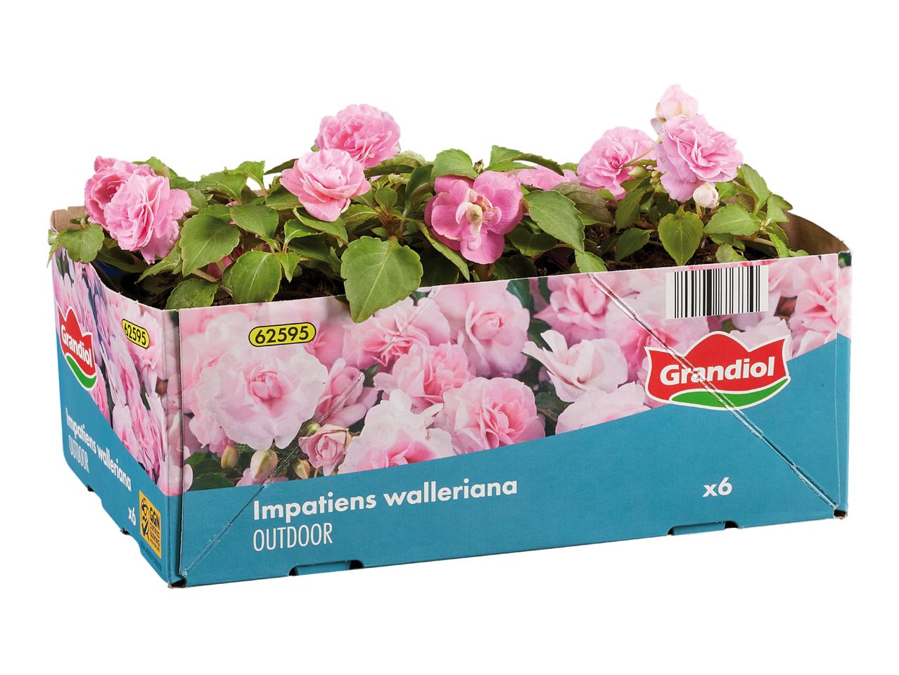 A box of pink Impatiens walleriana outdoor plants, labeled with 'x6'.
