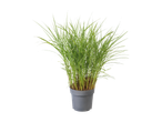 Ornamental grass plant in a gray pot.