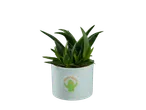 Plante d'aloe vera dans un pot décoré de façon amusante.